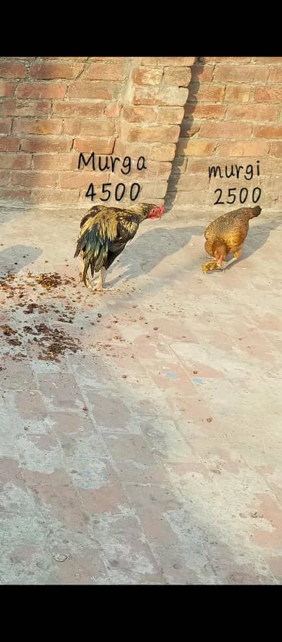 1 male 5 female urgent for sale