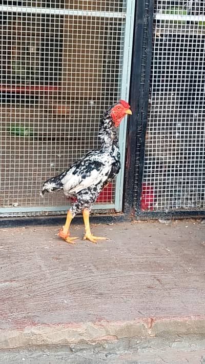 Ko shamo zero size male