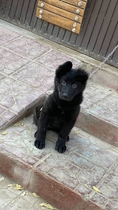 black german shepherd long coat puppy.