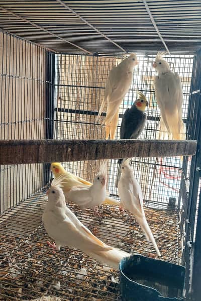 Eno cockatiel breeder pairs