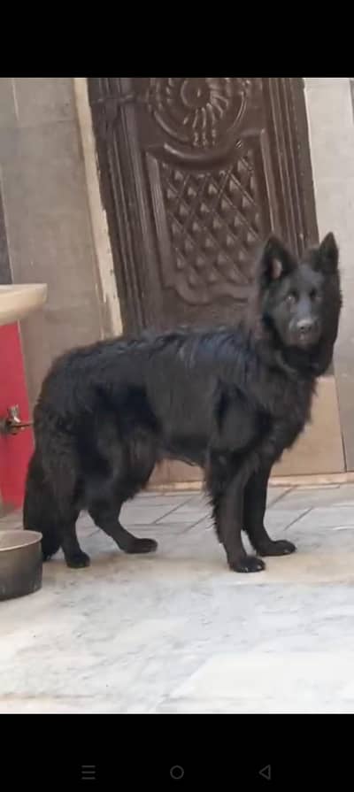 German shepherd long coat Top quality black Female 03115090318