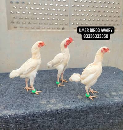 White Ko Shamo breeder trio