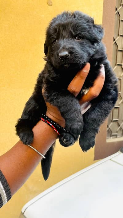 garman Shepard female puppy urgent sale
