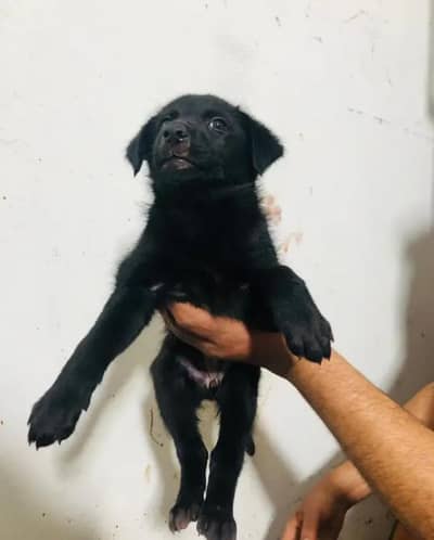 03156910166 heldhi active Wal ok