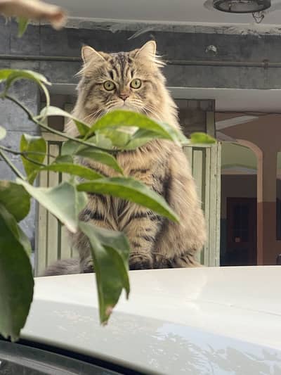 Persian female cat