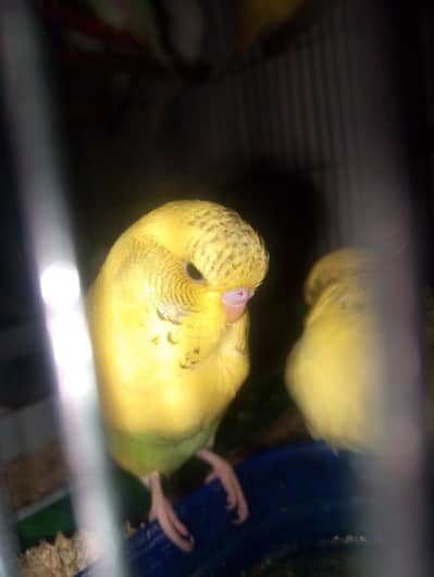 MAASHAALLAH  KING SIZE PHATTY LOOKING FOR NEW HOME