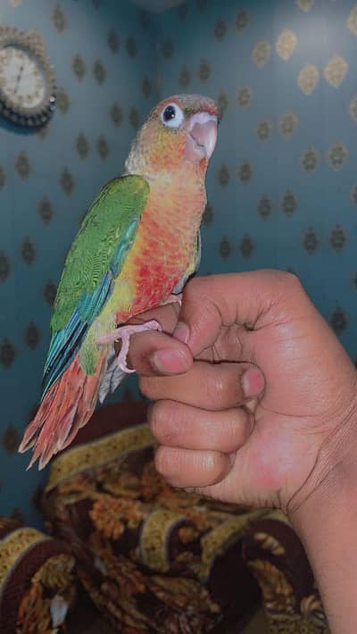 Green conure fly tamed  (0300/49/89/439)