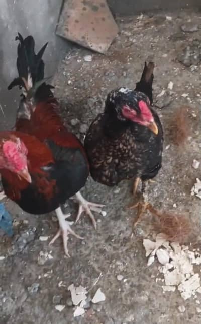 aseel for sale contact 03245159593