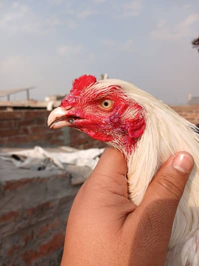 Paper White Heera Aseel for Sale