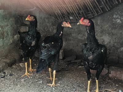 Top Quality Aseels, breader male, female