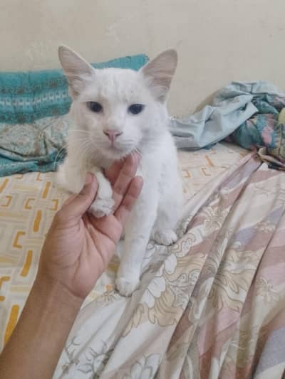 cat with blue Persian cat