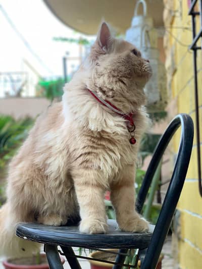 Persian cat