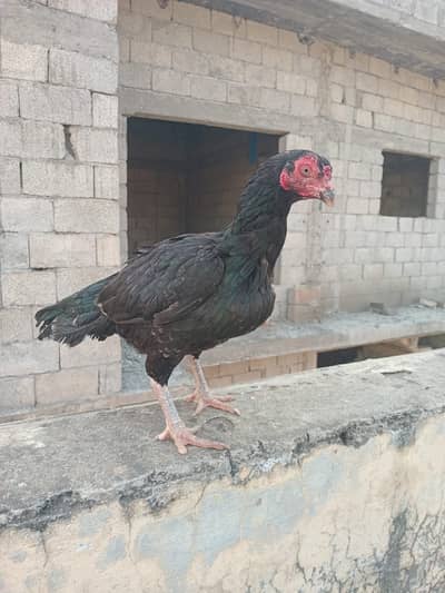 Aseel murghi for sale