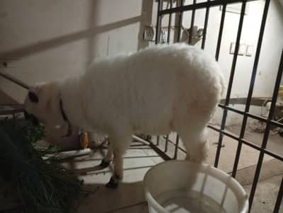 Dumba | sheep | fat thaiiled sheep | 03138928220