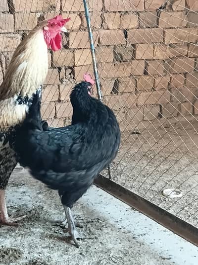 Desi  egg layinf hen and rooster for sale