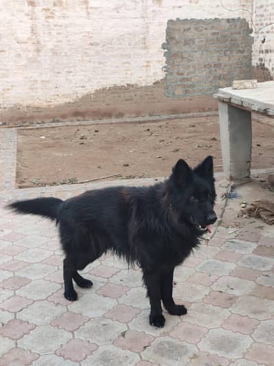 German Shepherd Pair Black