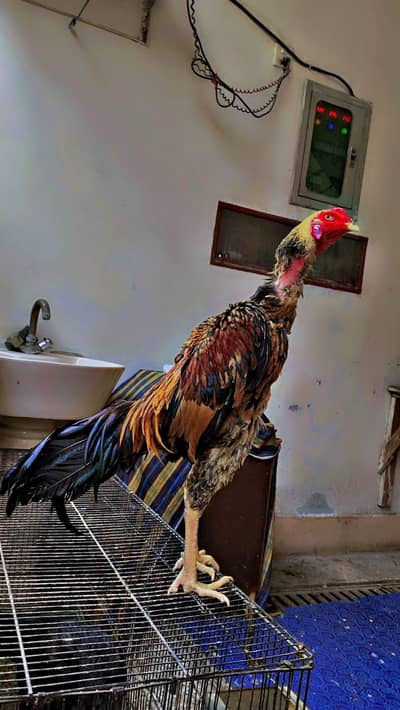 japanies O shamuu chiks avalible