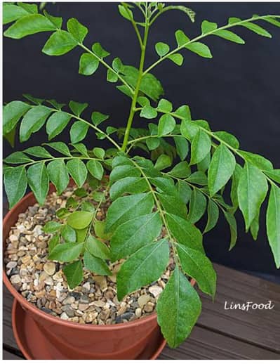 plants of curry leaves