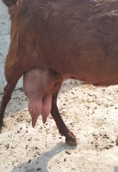 Desi dogli bakri doodh wali 03324262191