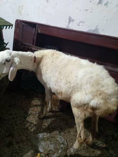 Bakri dumbi ak male bacha ha sath