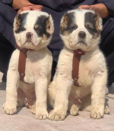 alabai security dog 2 month pair for sale