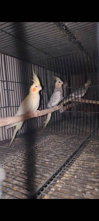 cream and charcoal cocktails for sale.