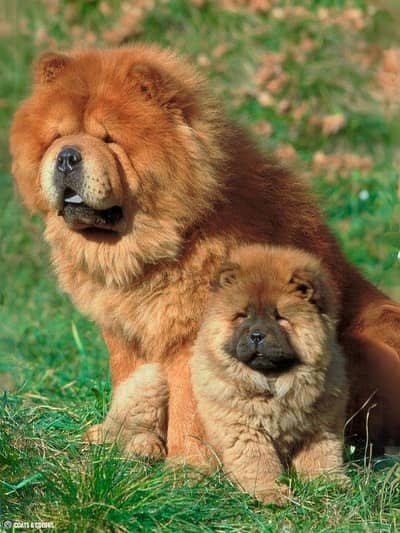 extreme quality male chow chow (imported)