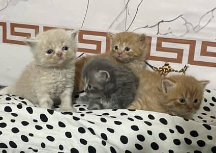 4 cute fluffy persian kittens litter trained… 30 days old