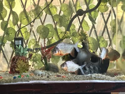 Aquarium with complete setup and fishes