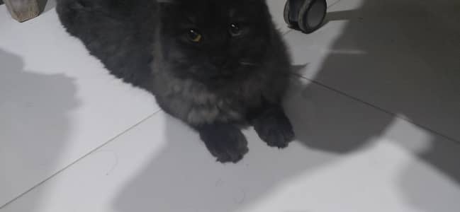 Persian Black cat for sale in Bahria Town Rawalpindi.