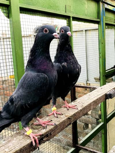 Neely khaki Teddy pathy pathiyan