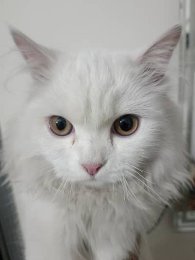 Triple coated Persian white color beautiful baby healthy and playful .