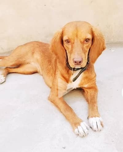 Very Active And healthy fully