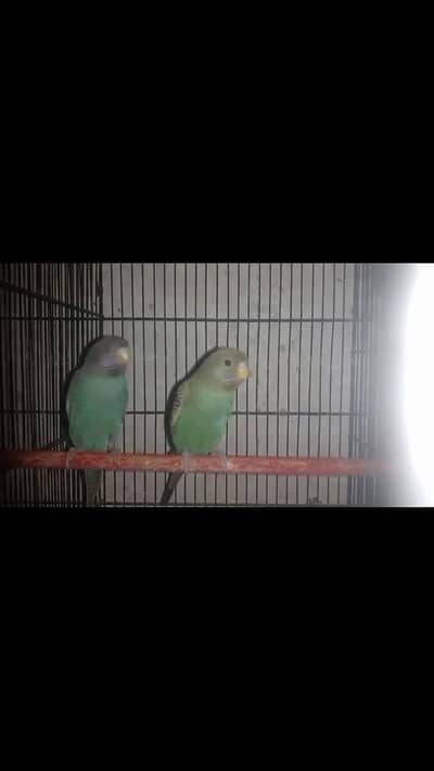 black face budgie split combo 100% pair