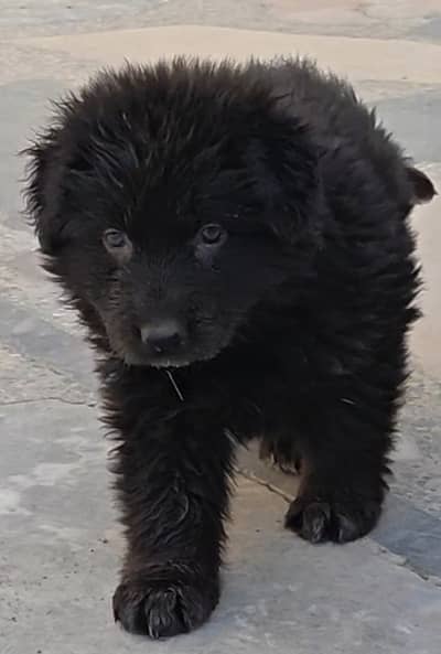german shepherd puppies