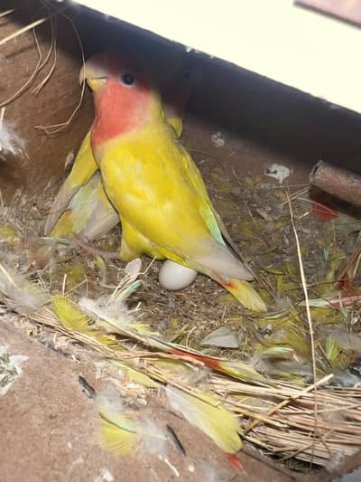 Love birds breeder pair