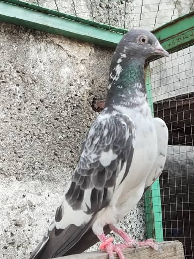 Teddy/Golden/ Sharmeelay breeder