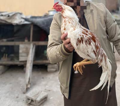 Pure Aseel Murgha For Sale