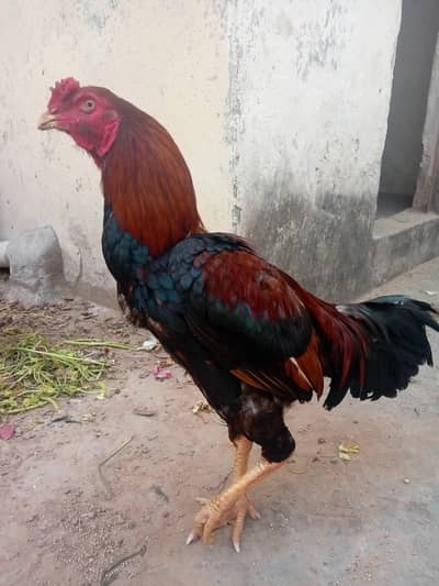 mash Allah bohat  acha patha hai