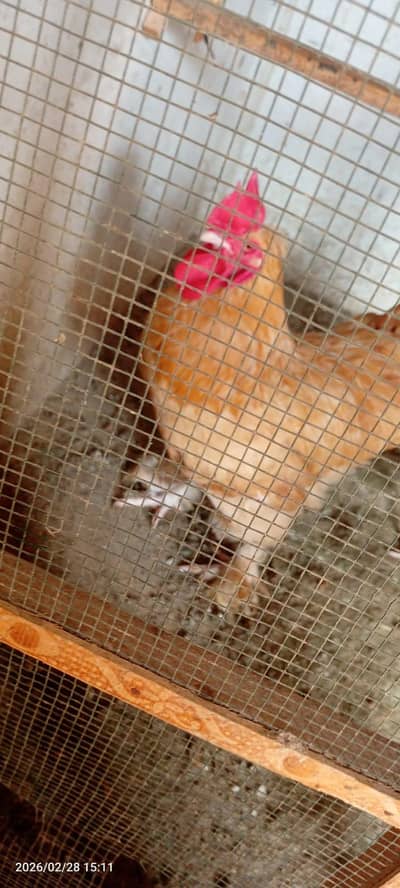 Golden Buff Male 5000 and White Aseel Female 8000