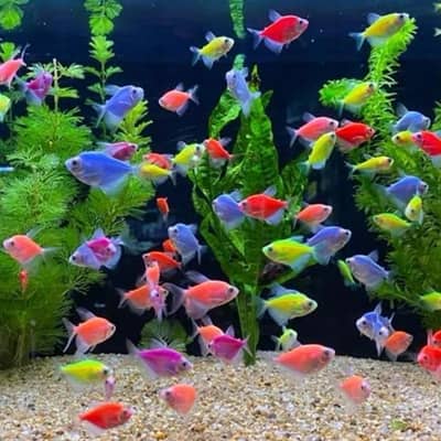 Flourscent Tetra Imported Breed Big Size Available