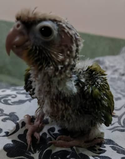 pineapple conure parrot