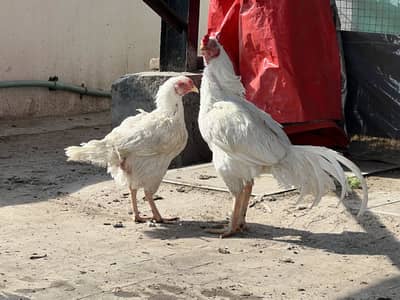 Quality birds available for sale