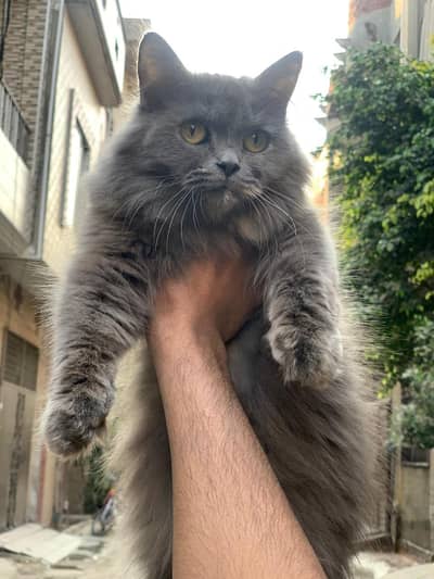 Persian cat for sale