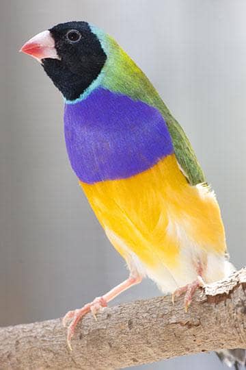 gouldian male