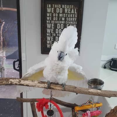 Umberlla cocakto chik 03363938133