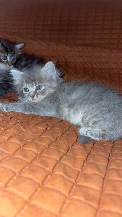 Cute persian kittens