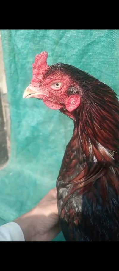 High quality aseel pairurgent for sale  Shookeen log rabta karay