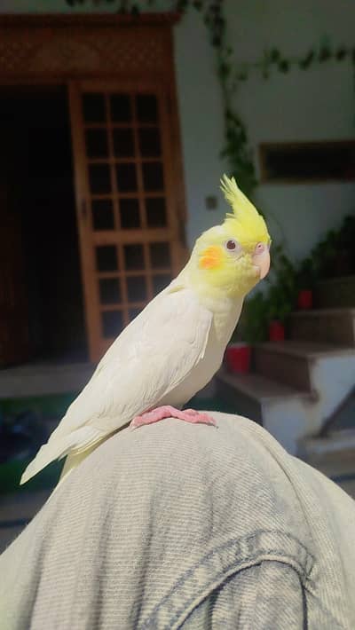 Quality Handtamed Cocktail Common White Red Eye For Sale