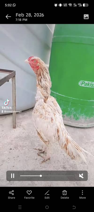 Aseel high qulity patha